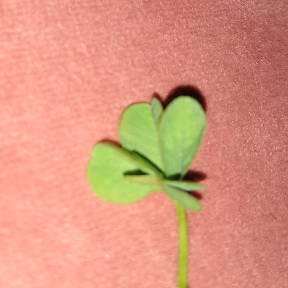 🍀 REAL Wild 5 Leaf Clover Rare Just for You Found 4 /24/23 USA yard Lucky Five - Picture 3 of 13